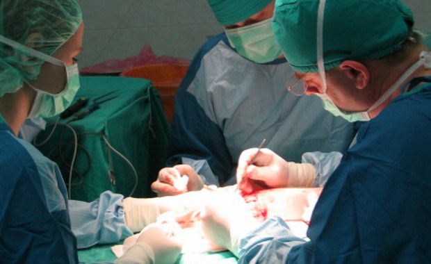 Odgryzione ucho w brzuchu poczeka nawet kilka miesięcy