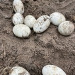 Odkopali jaja żółwia błotnego. Te zwierzęta są pod ścisłą ochroną