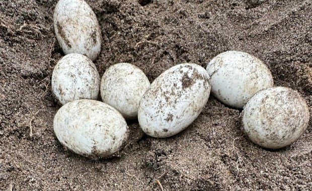 Odkopali jaja żółwia błotnego. Te zwierzęta są pod ścisłą ochroną
