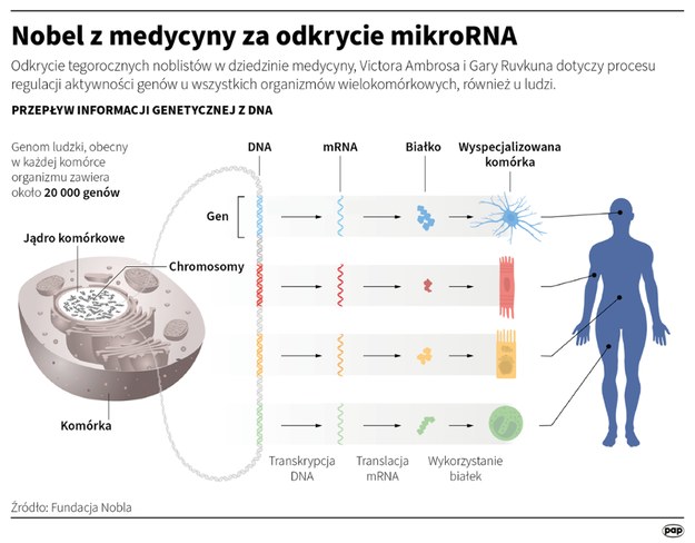 Odkrycie mechanizmu regulacji genów za pośrednictwem mikroRNA jest pomocne w zrozumieniu rozwoju takich chorób, jak nowotwory, cukrzyca, choroby autoagresywne /Maciej Zieliński /PAP