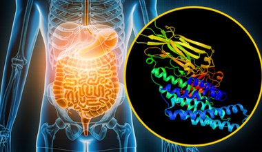 Odkrycie naukowców: toksyczne fragmenty bakterii mogą „wyciekać” z naszych jelit do organizmu