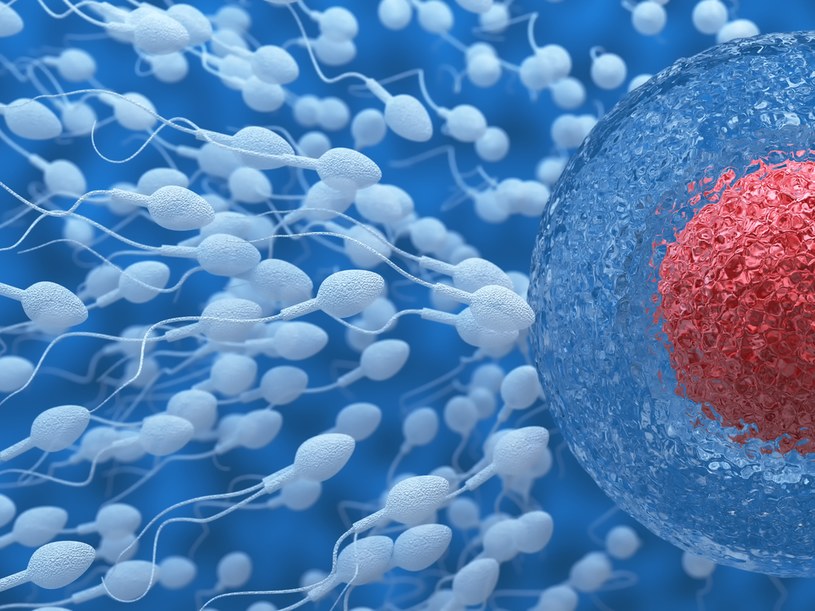 Odkrycie sposobu na uzyskanie totipotencjalnych komórek zarodkowych oznacza, że do stworzenia potomstwa zbędne będzie zapłodnienie. /123RF/PICSEL /123RF/PICSEL