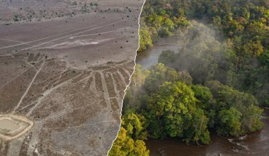 Odkrycie w Amazonii. Naukowcy zidentyfikowali ogromne struktury