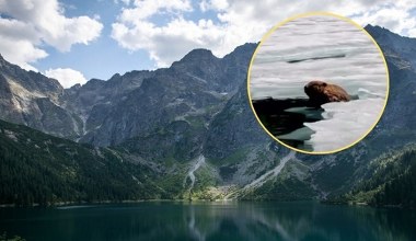 Odkrycie w Tatrach. Znany bóbr z Morskiego Oka wcale nie jest osamotniony