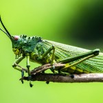 entomologia Odkrycie wywróciło do góry nogami dotychczasowe teorie. Wielkie zaskoczenie