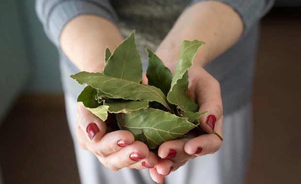 Odkryj, dlaczego liść laurowy zyskuje popularność w sypialniach Polaków!