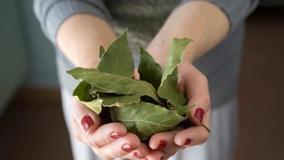 Odkryj, dlaczego liść laurowy zyskuje popularność w sypialniach Polaków!