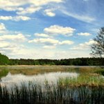 żubr Odkryj dzikie piękno Lasów Janowskich atrakcje przyrodnicze i historyczne