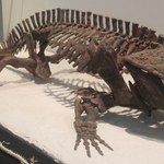 Odkrył czaszkę sprzed 280 milionów lat. Wygląda jak Rex z Toy Story