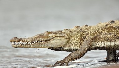 Odkryli dwa nowe gatunki krokodyli. Nikt nie wiedział, że istnieją