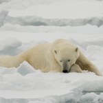 Odkryli fenomen futra niedźwiedzia polarnego. "To koniec kurtek puchowych"