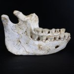 Odkryli homininy sprzed 773 tys. lat. Wypełnią lukę w ewolucji