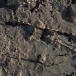 Odkryli je na wydmach. Pierwsze takie prehistoryczne odciski w Murcji