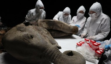 Odkryli najstarsze RNA na świecie. Mumia mamuta sprzed 39 tys. lat