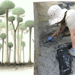 Odkryli najstarszy las świata. Nie miał zarośli, drzewa jak z innej planety