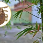 Odkryli nowe kleszcze z Azji. Niesłychane, które zwierzę je przenosi