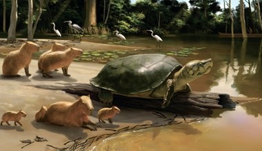 Odkryli ogromnego żółwia. Był wielki jak szafa, upamiętnił Stephena Kinga