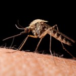 malaria Odkryli piętę achillesową pasożyta malarii. Szansa na skuteczną szczepionkę