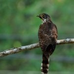 Borneo Odkryli ptaka, którego inne się boją. Wygląda jak jastrząb, ale jest gorzej
