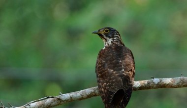 Odkryli ptaka, którego inne się boją. Wygląda jak jastrząb, ale jest gorzej