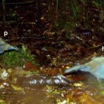 Odkryli tajemniczego ptaka. Chodzi po lesie piechotą, woli nie latać