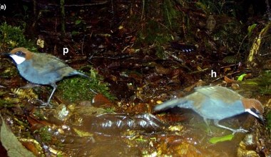 Odkryli tajemniczego ptaka. Chodzi po lesie piechotą, woli nie latać