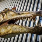 Odkryli w piasku monstrualnego drapieżnika. Takiej czaszki dotąd nie było