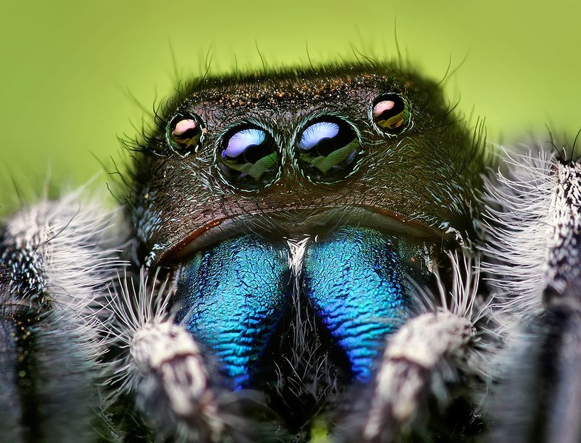 Odkryliśmy już 50 000 gatunków pająków /Wikimedia