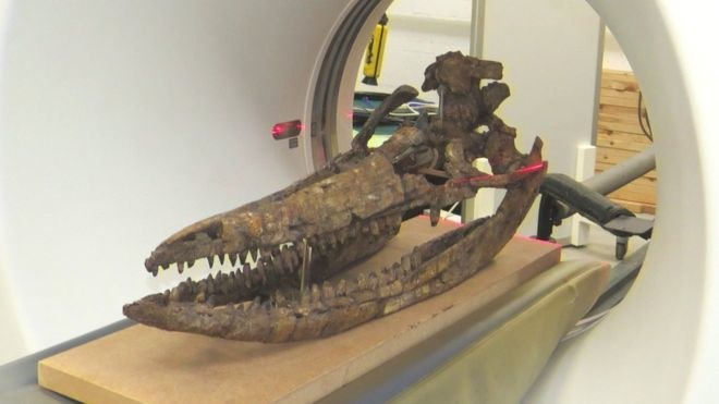 Odkryta czaszka należała do Protoichthyosaurus prostaxalis /materiały prasowe