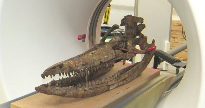 Odkryta czaszka należała do Protoichthyosaurus prostaxalis /materiały prasowe