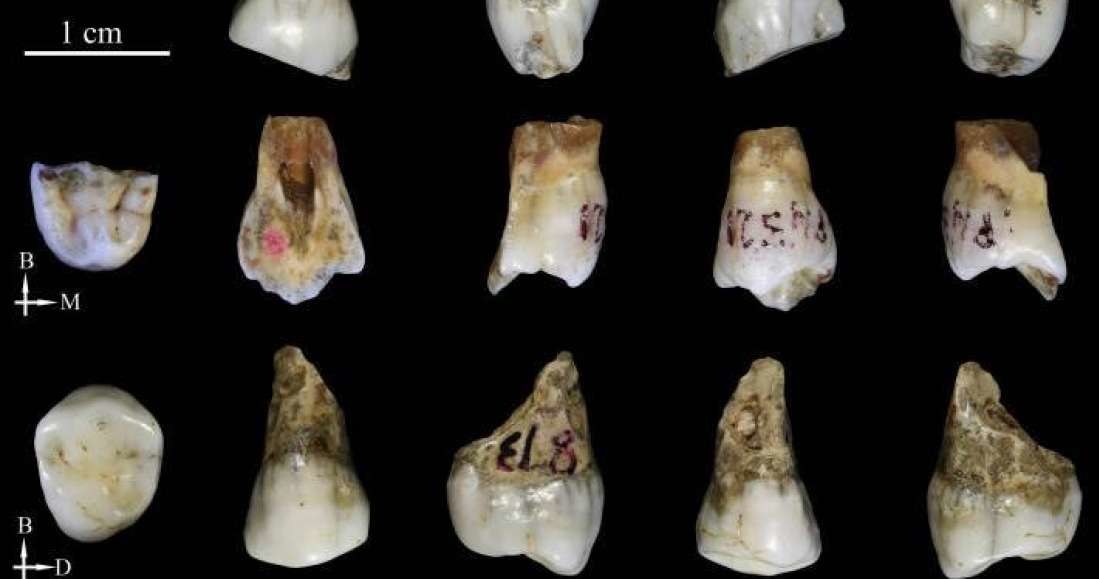 Odkryte zęby nie pasują do żadnego znanego gatunku człowiekowatych /materiały prasowe