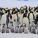 Odkryto antybiotykooporne bakterie u pingwinów