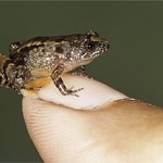 Odkryto cztery nowe gatunki miniaturowych żab 