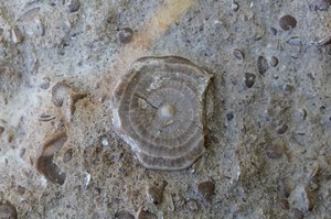 Odkryto jedyne w swoim rodzaju skamieliny. Pokazują jak dziwne było morze 