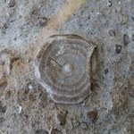 Odkryto jedyne w swoim rodzaju skamieliny. Pokazują jak dziwne było morze 