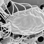 Odkryto mikroorganizmy niepodobne do innych nam znanych