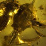 Odkryto mrówki z metalowym rogiem na głowie