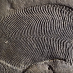 Odkryto najstarszą znaną skamieniałość zwierzęcia
