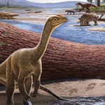 Odkryto najstarszego dinozaura Afryki