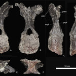 Odkryto najstarszego stegozaura
