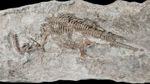 Odkryto najstarszy szkielet plezjozaura