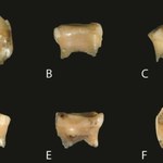 Odkryto najstarszy ząb należący do tajemniczego gatunku człowieka