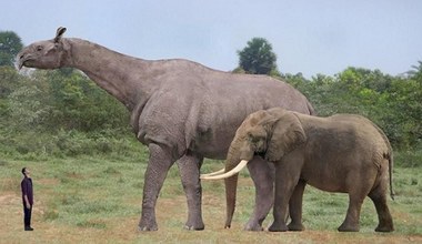 Odkryto największego ssaka, jaki kiedykolwiek chodził po naszej planecie