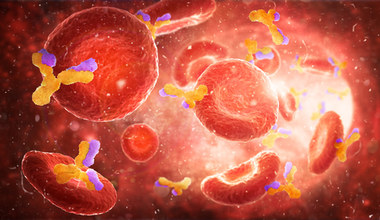 Odkryto nieznaną funkcję czerwonych krwinek - to strażnicy odporności