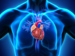 Odkryto nowe białko kluczowe dla prawidłowej pracy serca