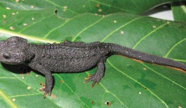 Odkryto nowe gatunki krokodylotraszek