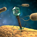 Odkryto nowe gigantyczne bakteriofagi