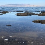 robaki Odkryto nowe zwierzę. Żyje tylko w słonym środowisku