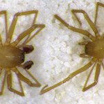 Odkryto nowego półprzezroczystego pająka