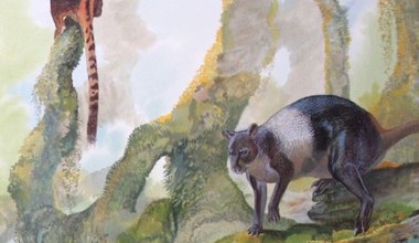 Odkryto prehistorycznego kangura. To zupełnie nowy gatunek
